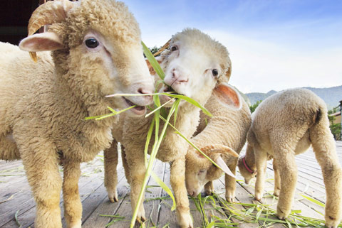 Things To Do in Suffolk